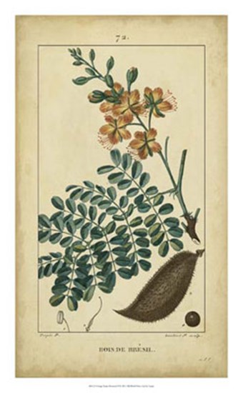 Vintage Turpin Botanical VI by Pierre Jean Francois Turpin art print