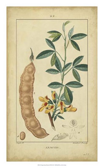 Vintage Turpin Botanical VIII by Pierre Jean Francois Turpin art print
