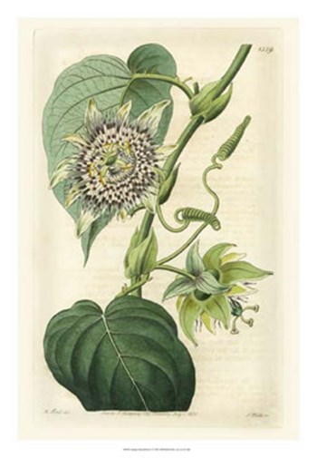 Antique Passionflower I by M. Hart art print