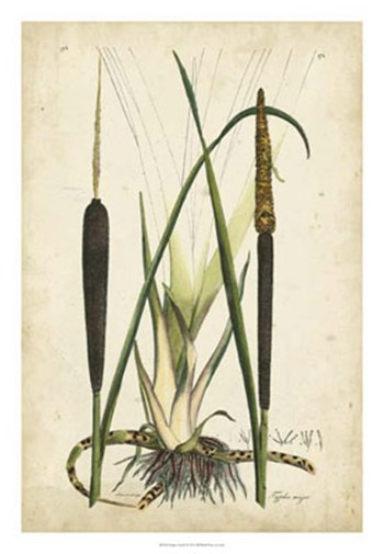 Antique Cattail I by Edward S. Curtis art print