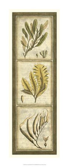 Exotic Seaweed Panel II by Nancy Slocum art print
