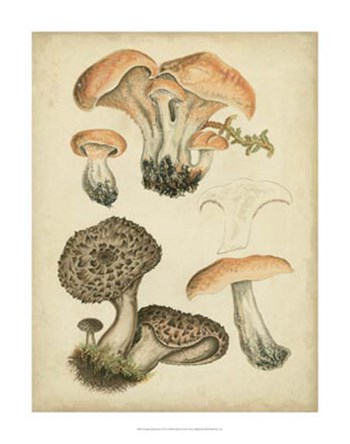 Antique Mushrooms I by Hansjorg Furrer art print