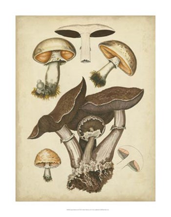 Antique Mushrooms II by Hansjorg Furrer art print