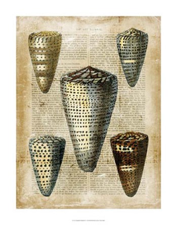 Antiquarian Seashells IV by Vision Studio art print