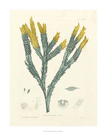 Luminous Seaweed I by Henry Bradbury art print