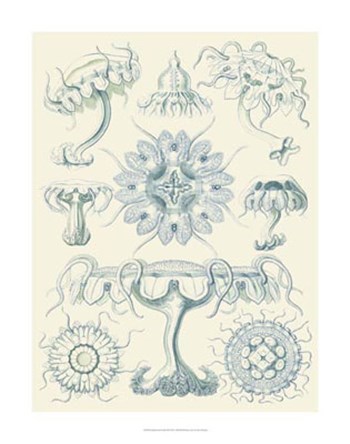 Sophisticated Sealife III by Ernst Haeckel art print