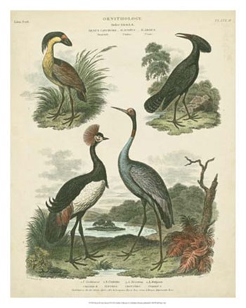 Heron &amp; Crane Species II by Sydenham Edwards art print