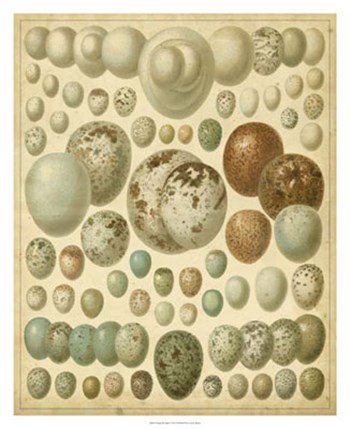 Vintage Bird Eggs I by Bert Meyers art print