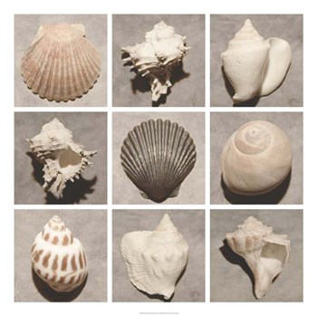 Weathered Shell Sampler by Renee Stramel art print