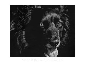 Canine Scratchboard XXI by Julie Chapman art print