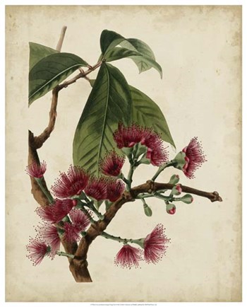 Non-Embellished Antique Fringe Tree by Weddell art print