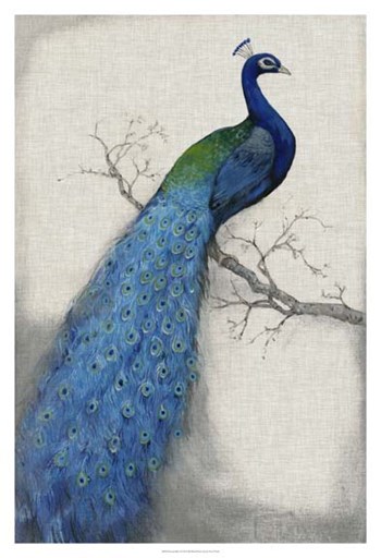 Peacock Blue I by Timothy O&#39;Toole art print
