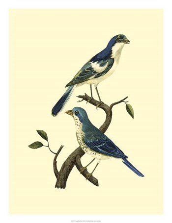 Vintage Bird Pair I by Levaillon art print