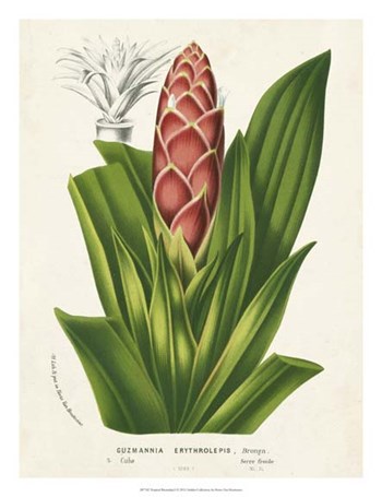 Tropical Bromeliad I by Horto Van Houtteano art print