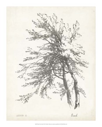 Beech Tree Study art print