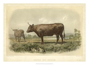 Vache De Devon by I Bonheur art print