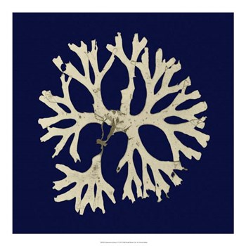 Seaweed on Navy I by Vision Studio art print