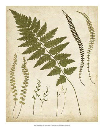 Fern Portfolio II by Francis George Heath art print