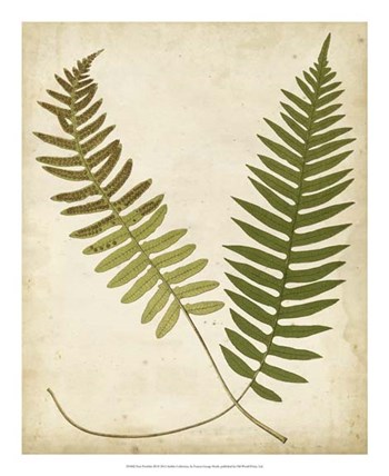 Fern Portfolio III by Francis George Heath art print