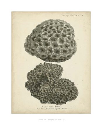 Coral Collection V by Johann Esper art print