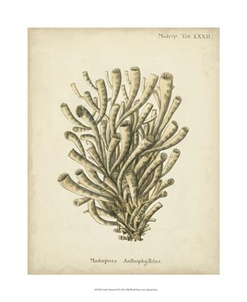 Coral Collection IX by Johann Esper art print