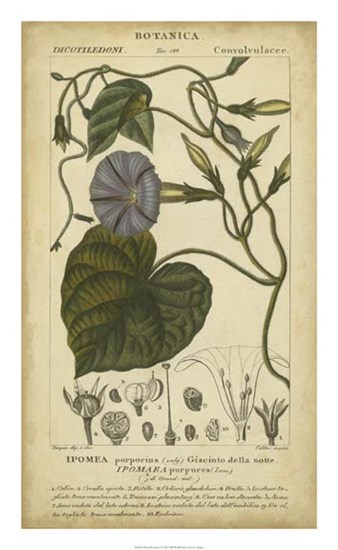Floral Botanica I by Pierre Jean Francois Turpin art print