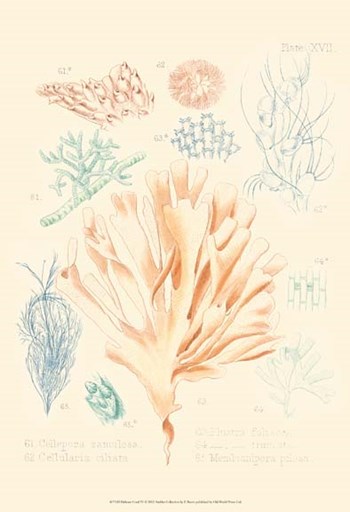 Delicate Coral IV by F Reeve art print