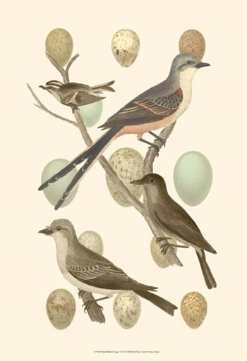 British Birds and Eggs I by Vision Studio art print