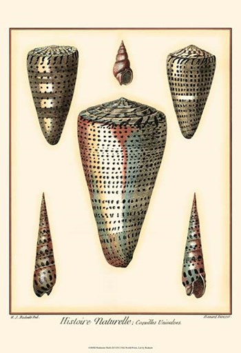 Redoute Shells II by Ehret and Redoute art print