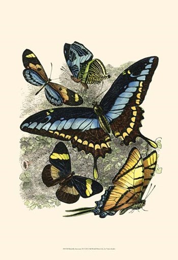 Butterfly Sanctuary II by Vision Studio art print