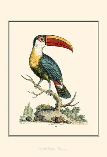 The Bill Bird by George Edwards art print