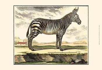 Zebra by Denis Diderot art print