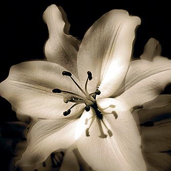 Lily Glow IV by Malcolm Sanders art print