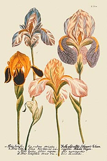 Iris Resplendant I by Joseph Weinmann art print