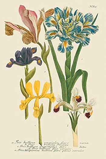 Iris Resplendant II by Joseph Weinmann art print