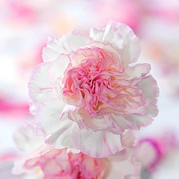 Carnation Creation III by Joseph Eta art print