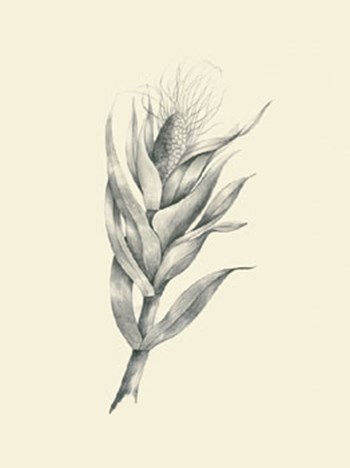 Indian Corn by Maria Mendez art print