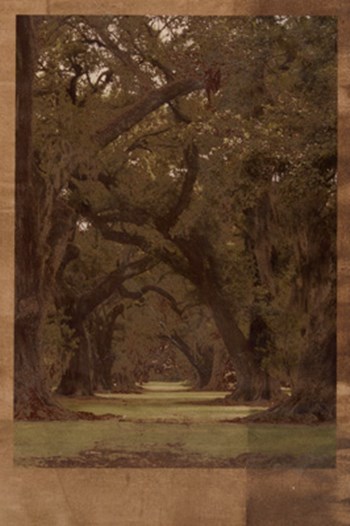 Low Country Trees I by Sisa Jasper art print
