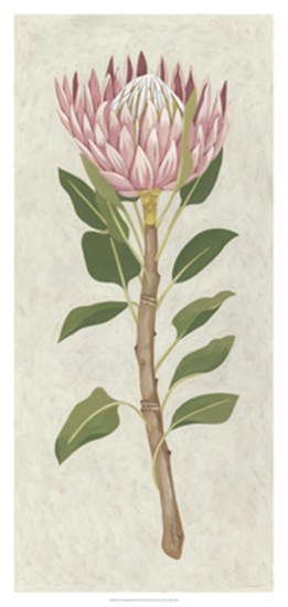 Non-Embellished Protea II by Chariklia Zarris art print