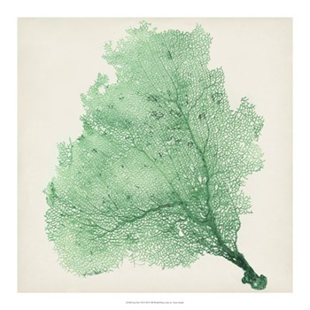 Sea Fan VII by Timothy O&#39;Toole art print