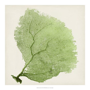 Sea Fan IX by Timothy O&#39;Toole art print