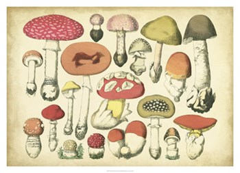 Vintage Mushroom Chart by Vision Studio art print