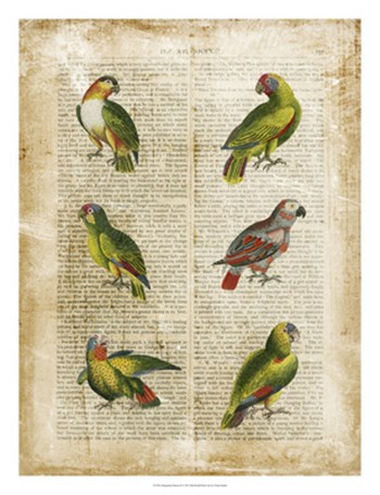 Antiquarian Parrots II by Vision Studio art print