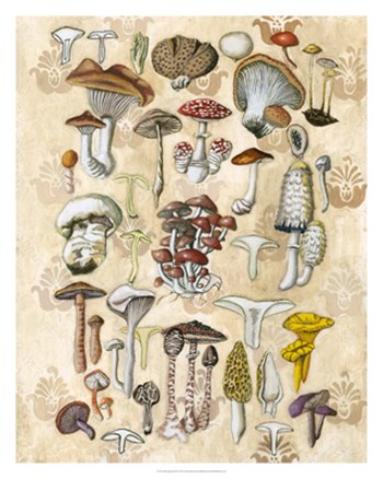 Mycological Study by Naomi McCavitt art print