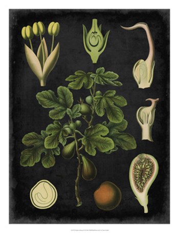 Study in Botany IV by Vision Studio art print