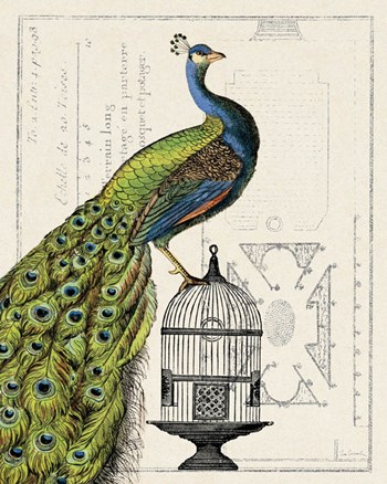 Peacock Birdcage I by Sue Schlabach art print