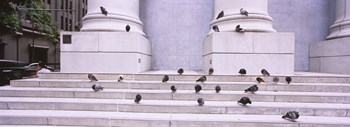 Flock of pigeons on steps, San Francisco, California, USA by Panoramic Images art print