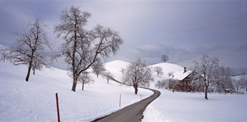 Switzerland, Canton of Zug, Linden trees on a snow covered landscape by Panoramic Images art print