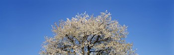 Cherry Blossoms, Switzerland by Panoramic Images art print