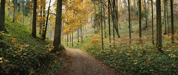 Road passing through a forest, Baden-Wurttemberg, Germany by Panoramic Images art print